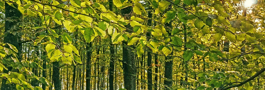 Bøkeskogen i Larvik
